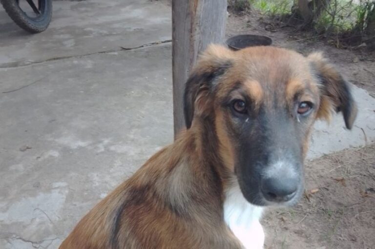 Fallo inédito: correntino abusó de un perro y la justicia le prohibió acercarse a los animales