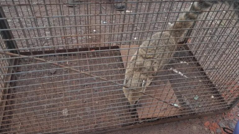 Un hombre llevaba un coatí atado a una soga y lo demoraron: el animal fue liberado