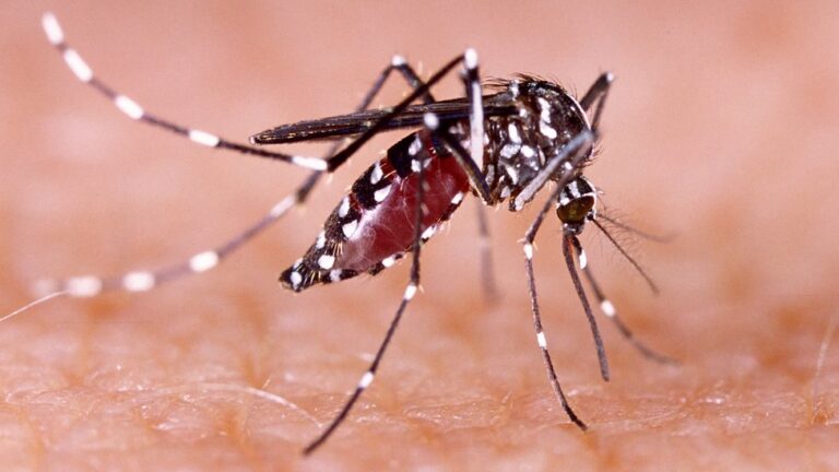 Chaco sigue sin casos de dengue: 35 notificados la última semana