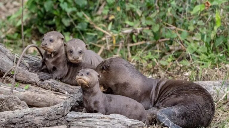 Fiesta en los Esteros del Iberá: el primer grupo familiar de nutrias gigantes ya nada libremente