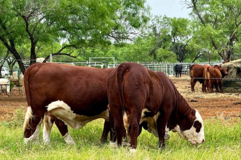 De Córdoba y para todo el mundo: embriones de Braford llegaron hasta Australia