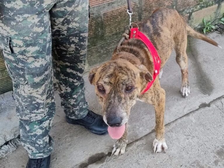 Rescatan dos perros en mal estado tras allanamiento por maltrato animal en el barrio Don Santiago II