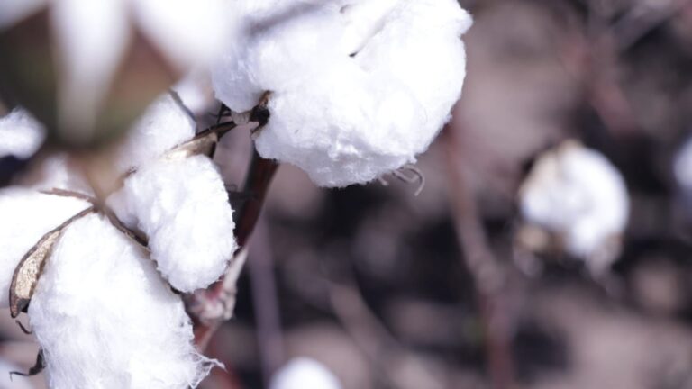 Este lunes abre la inscripción para la campaña 2025-2026 del cultivo de algodón