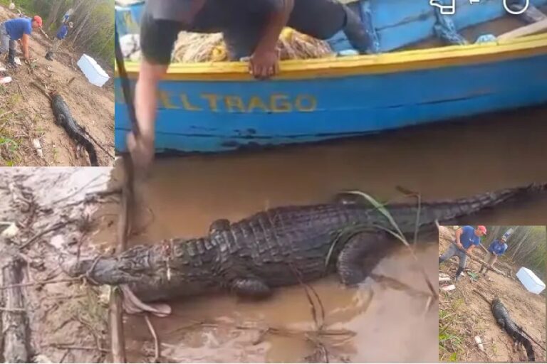 Puerto Vilelas: detuvieron a dos pescadores que se filmaron matando a palazos un yacaré