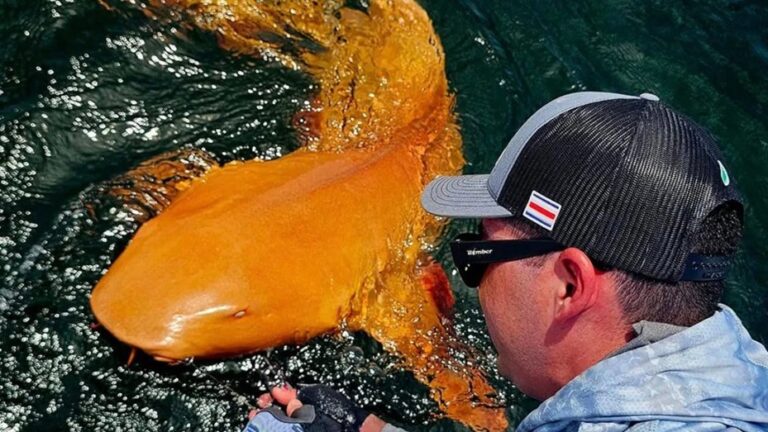 Pescadores encontraron un extraño tiburón de piel naranja