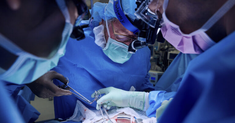 Por primera vez lograron trasplantar el pulmón de un cerdo a una persona: qué posibilidades abre