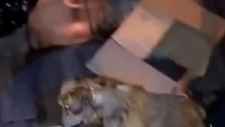 Salta: salvaron a una perrita que estaba a punto de ser triturada por la compactadora de un camión de basura