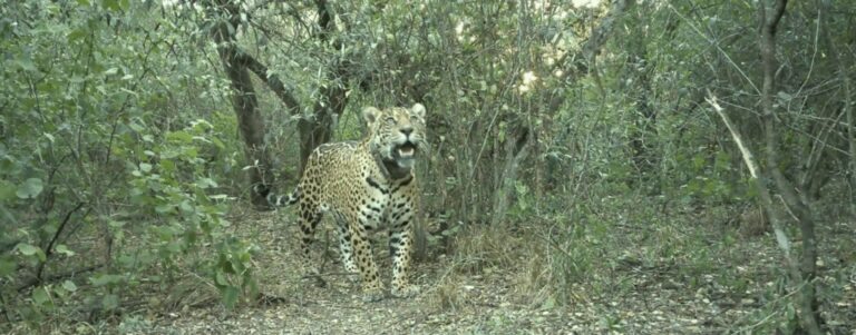 Liberaron una yaguareté silvestre en El Impenetrable