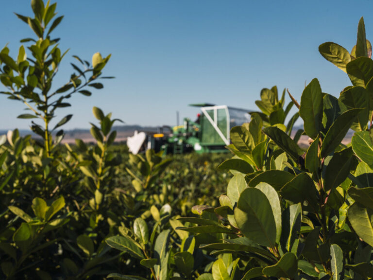 Con respaldo del BID, economistas agrarios debatirán en Corrientes sobre competitividad y políticas públicas