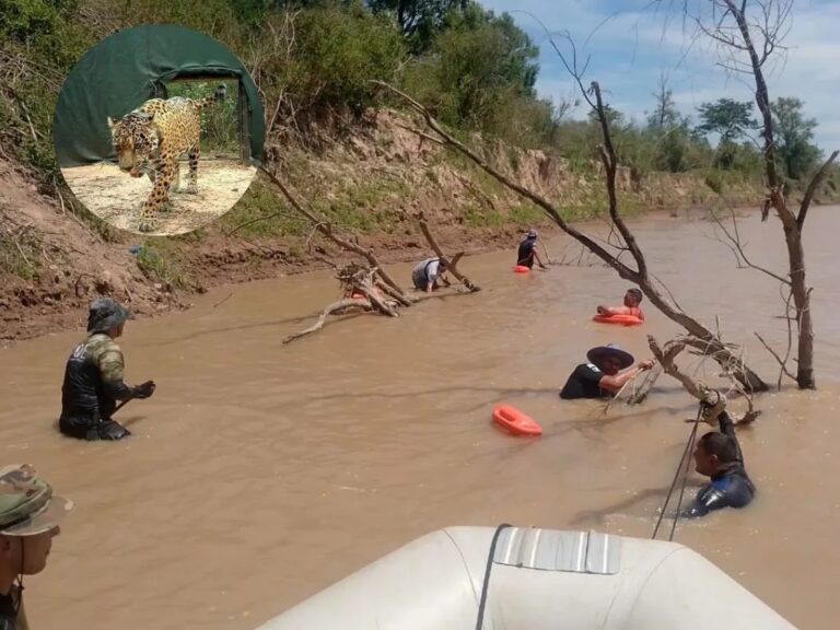 Rastrillan el río Bermejo en busca del collar de la yaguareté Acaí: por ahora hablan de desaparición