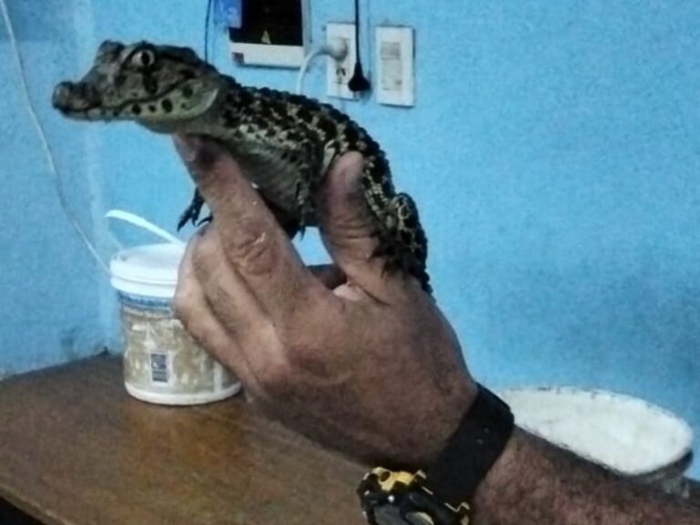 Rescatan a la cría de un yacaré en el barrio Don Bosco de Resistencia