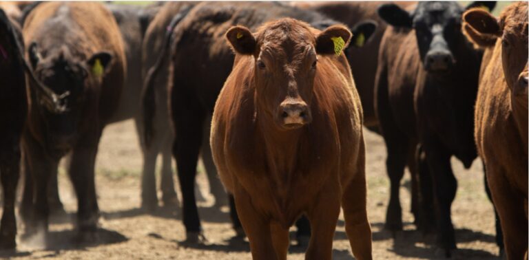 Actualizaron los sistemas de control de brucelosis bovina para el traslado de hacienda