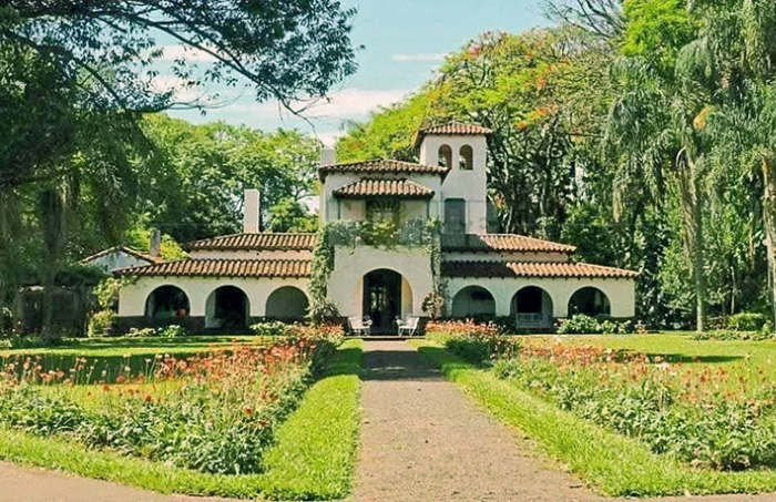 Plantación de yerba mate en la región noreste de Argentina.